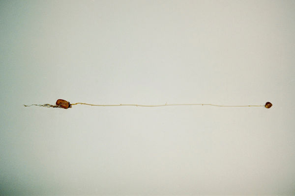Antonio Ortega, Light log / Work log , 1998