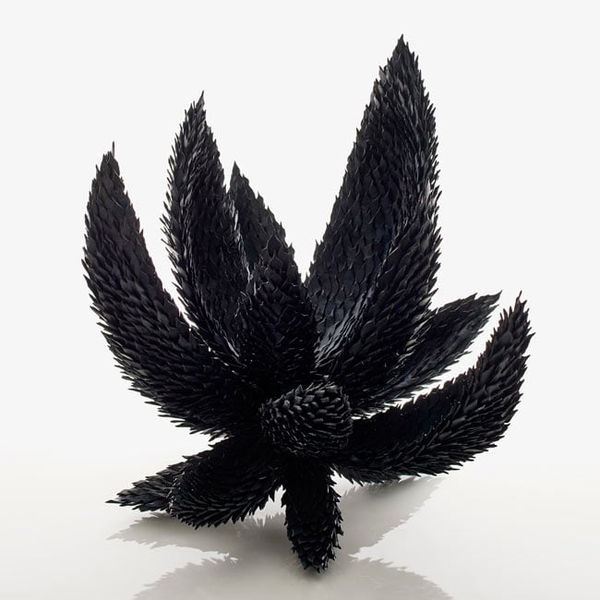 Junko Mori, Propagation Project; Beech Nut, 2017