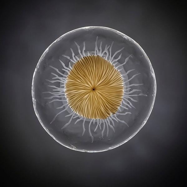 Vezzini and Chen, Wildflower Meadow; Cornflower Light, 2022