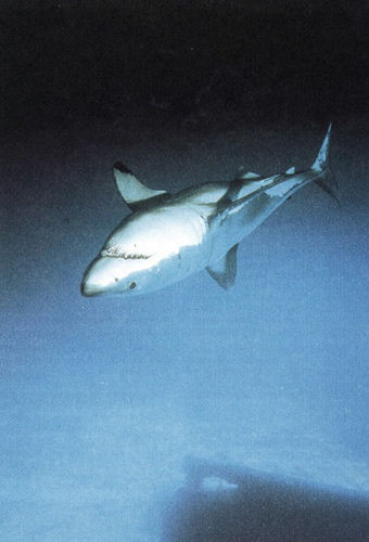 John ISAACS, Everyone's Talking About Jesus, 2004