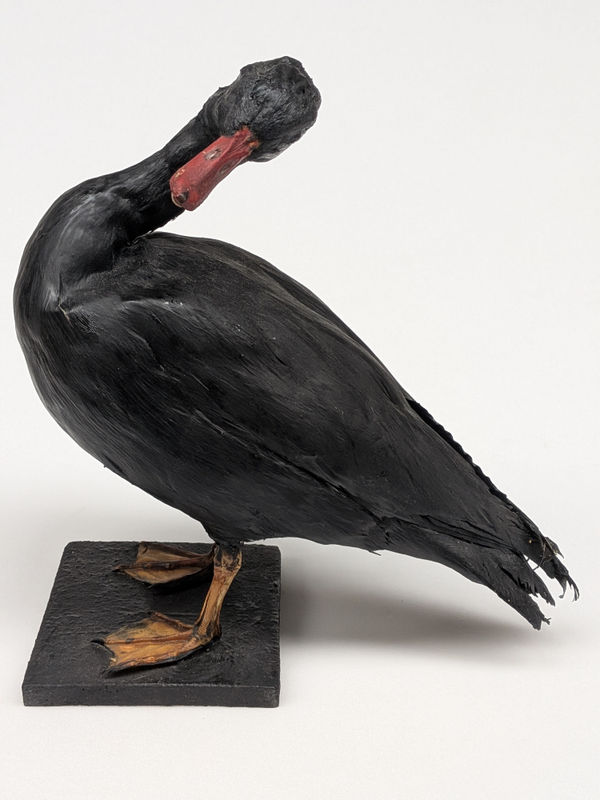 Christoph DRAEGER, Canard enmazouté