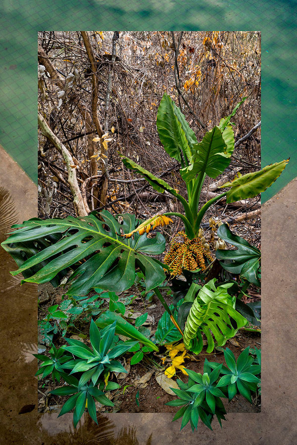 Claudia Jaguaribe, Jardim Imaginário, 2020