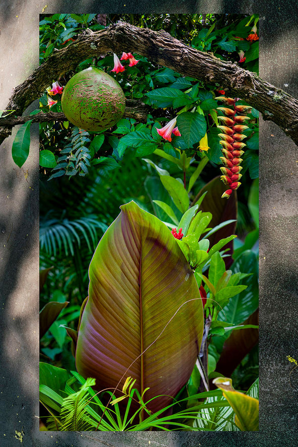 Claudia Jaguaribe, Jardim Imaginário, 2020