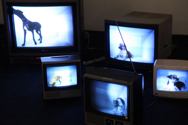 Eder Santos, TV Dogville