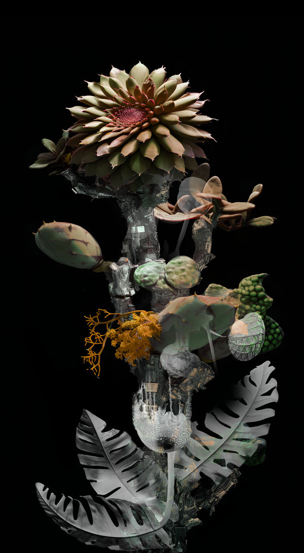 Claudia Jaguaribe, Série Viveiro, 2024