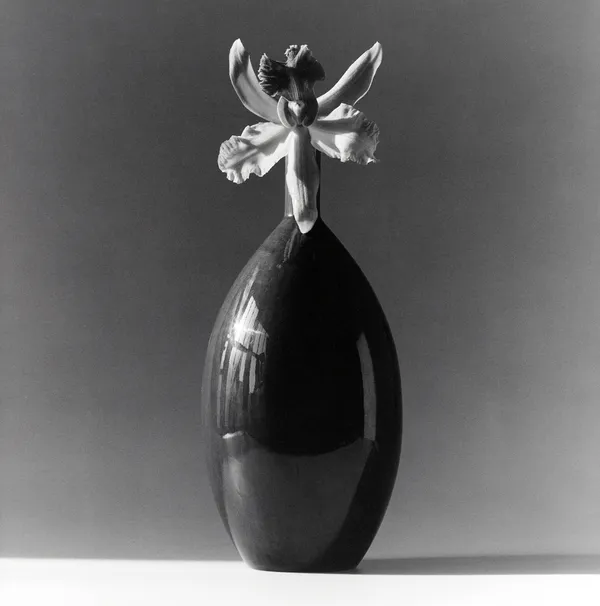Robert Mapplethorpe, Orchid, 1985