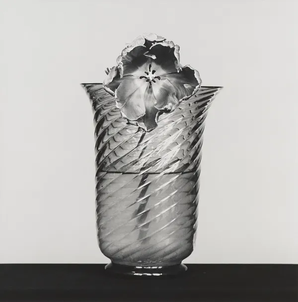 Robert Mapplethorpe, Tulip, 1982