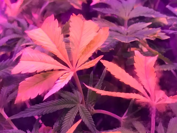 Juergen Teller, At Moments I Felt like Being in a Strange Dream in a Medieval Forest with 2 Naked Canadian Girls Doing Hula Hoops, Covered all over in Sweet Maple Syrup No.18, System Magazine Supplement, Canada, 2017