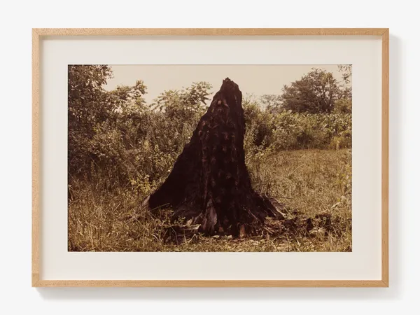 Ana Mendieta, Silueta Series (Tree of Life Series), 1978