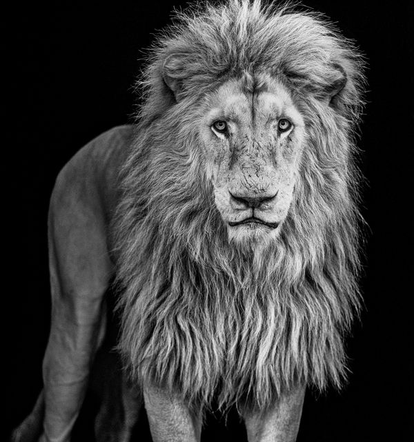 David Yarrow, Something's Gotta Give