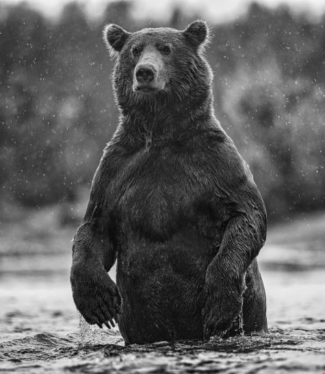 David Yarrow, Brutus