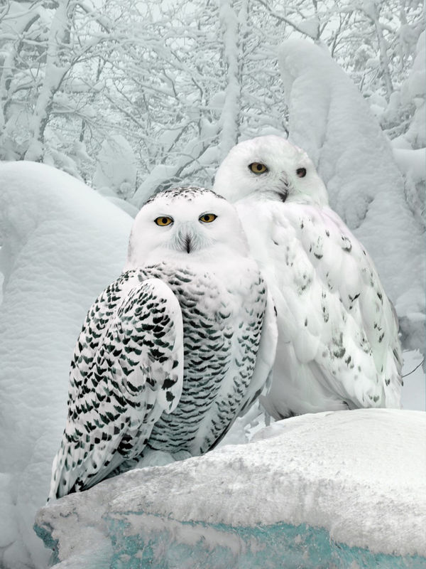 Antal Goldfinger, Arctic Love