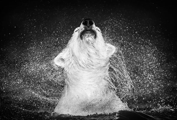David Yarrow, Diamonds in the Sky