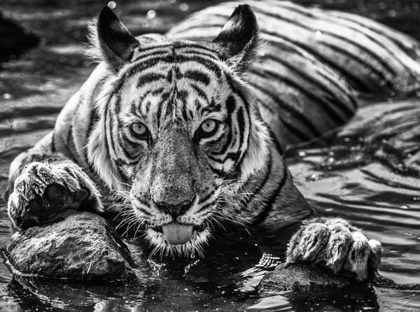 David Yarrow, The Queen of Ranthambore