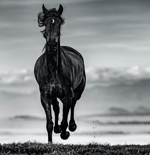 David Yarrow, Black Beauty