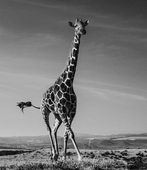 David Yarrow, Tiny Dancer