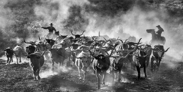 David Yarrow, Cattle Drive