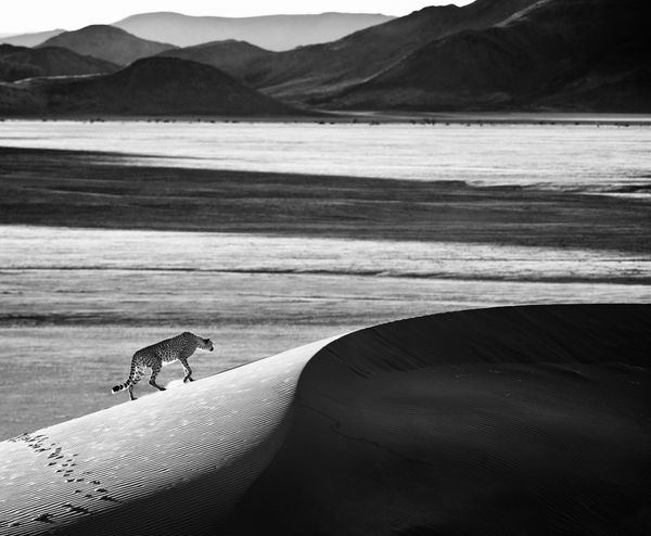 David Yarrow, Prowl