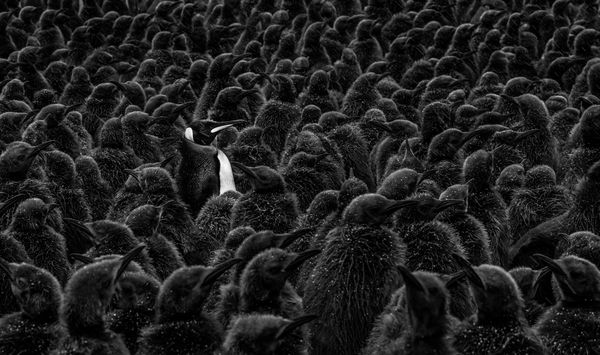 David Yarrow, Daddy's Home