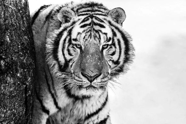 David Yarrow, Good Morning Siberia