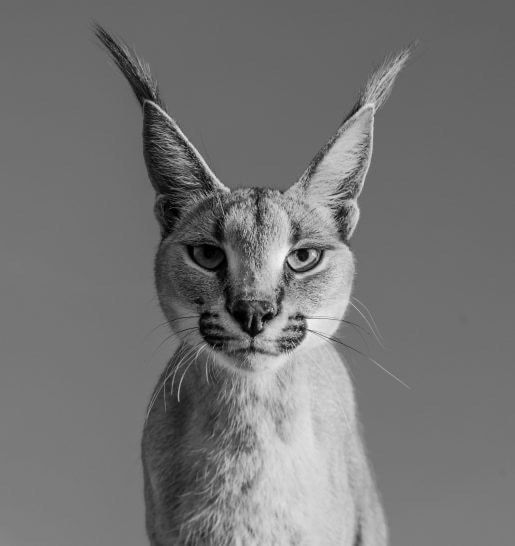 David Yarrow, Harry Potter