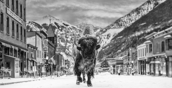 David Yarrow, The Bison on Main II