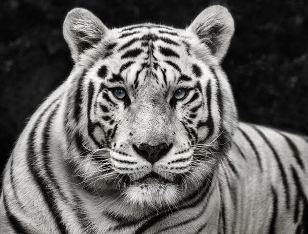 David Yarrow, Mohan