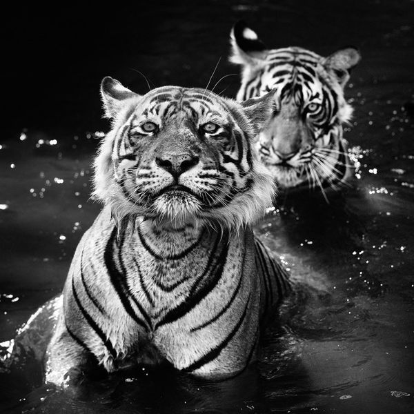 David Yarrow, The Jungle Book Stories