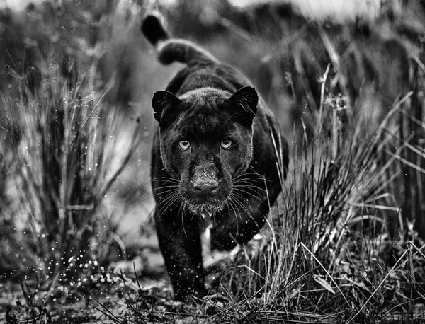 David Yarrow, Black Panther Tales