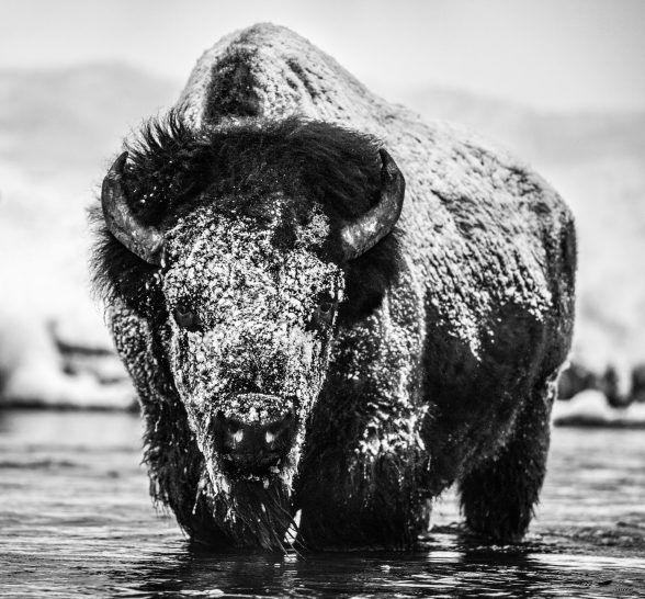 David Yarrow, Boogie Nights