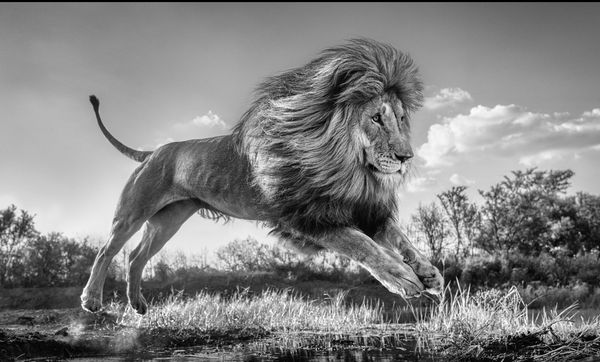 David Yarrow, Succession