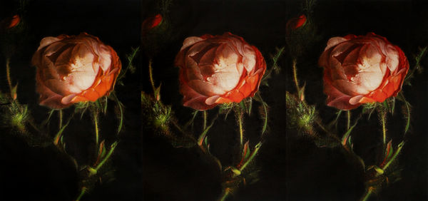 Russell Young, Vicious Circle Triptych