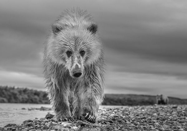 David Yarrow, Ted