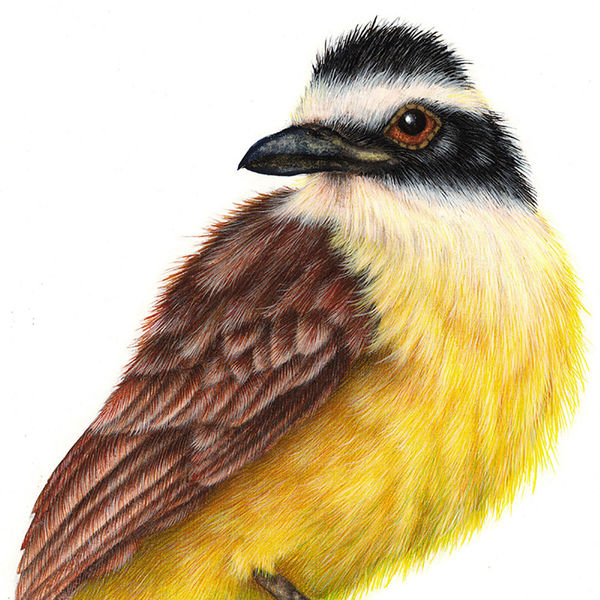 Luis Sottil, Pitabil Eggshell Series