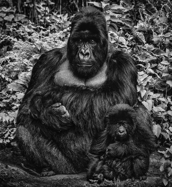 David Yarrow, Like Father Like Son