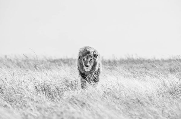 David Yarrow, Fields of Gold