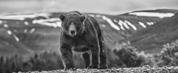 David Yarrow, Pebble Beach