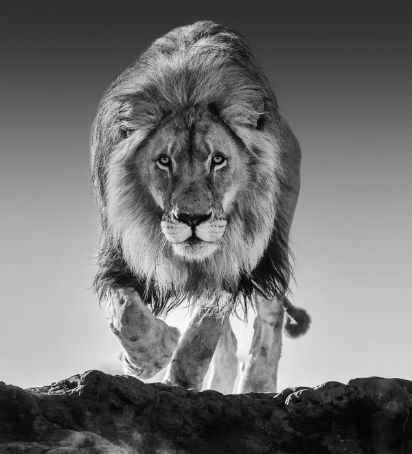 David Yarrow - Genesis