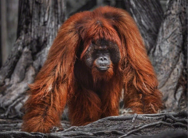 David Yarrow, Burning Down the House