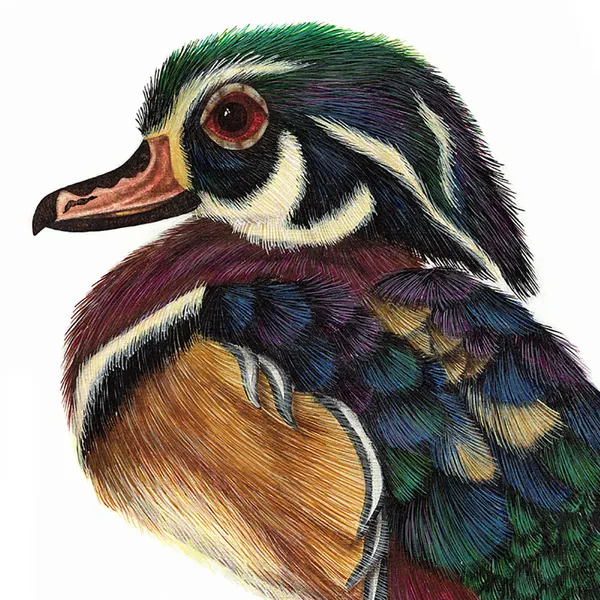 Luis Sottil, Pato Arcoiris Eggshell Series