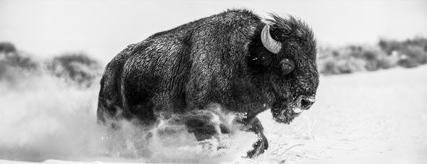 David Yarrow, Frozen Mountain