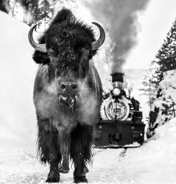 David Yarrow, I Walk the Line