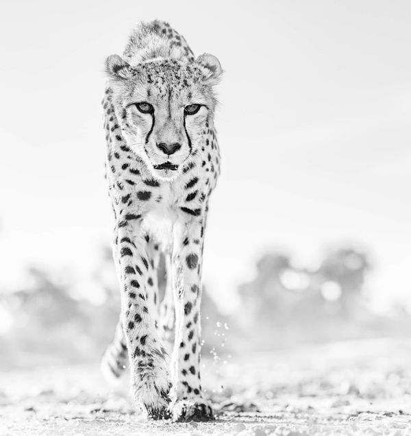 David Yarrow, Hot Legs