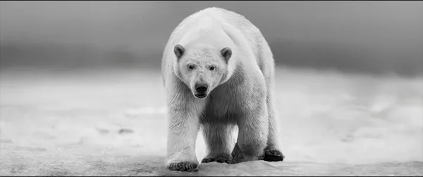 David Yarrow, No Time to Kill