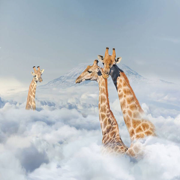 Antal Goldfinger, Trio Van Kemeelperde