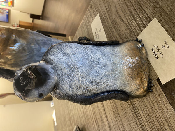 Bob Wilfong, Curious