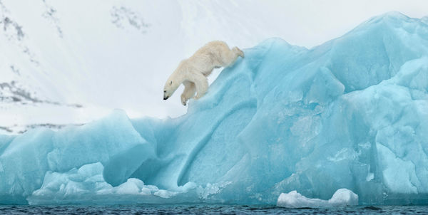 David Yarrow, 80 Degrees North