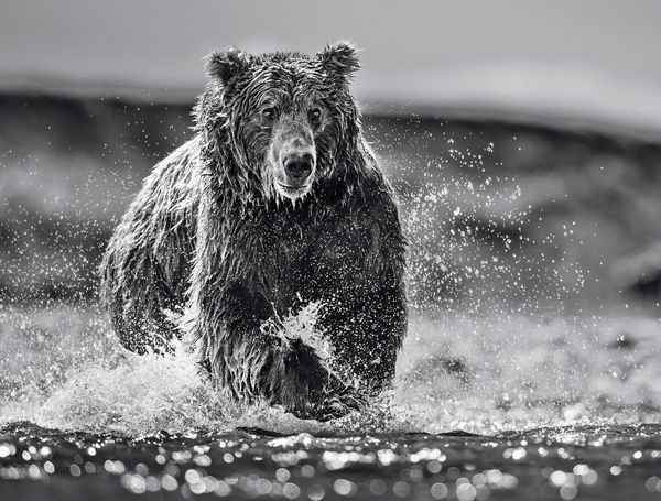 David Yarrow, The Happy Bear