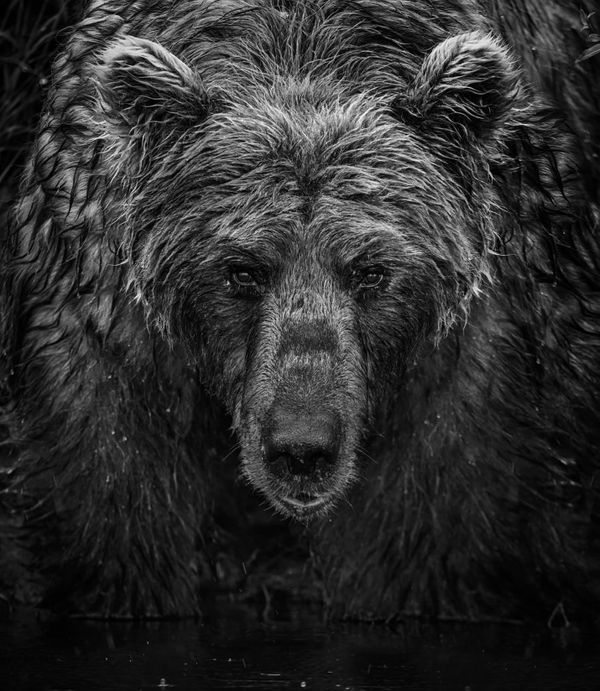 David Yarrow, Wet Wet Wet