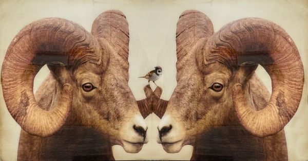 Anke Schofield, Sparrow